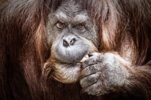 Grumpy Gorilla